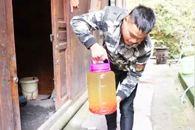 听说红豆杉果拿来泡酒喝对人体功效特别多，今年云云也泡了一坛视频封面