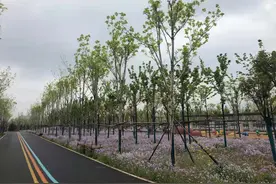 春光正好！石家庄西兆通公园重新开园图片