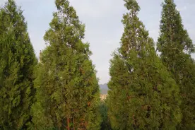 都知道柏树是好东西，柏树籽可以装枕头，但这些您知道吗？图片