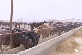 养马奔小康 推动马产业富民增收图片