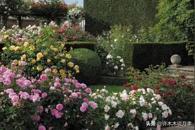 为何月季一剪就死？是修剪时间还是方法不对？月季修剪6大禁忌图片