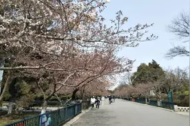 中山公园樱花已开！今年可网上“云赏樱”，节假日进园要先预约图片