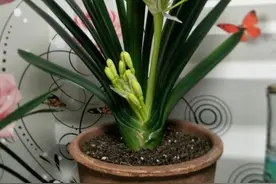 谈谈我是如何选兰的图片
