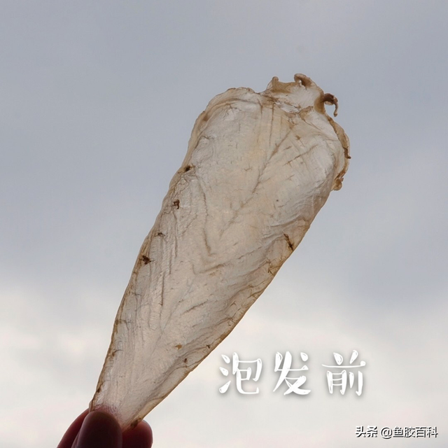 印尼深海野生花胶 2026年印尼的花胶怎么样