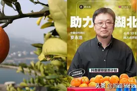 伦晚，除了像它的名字一样，来的特别晚之外，就是维C感爆棚图片
