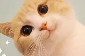 猫粮狗粮快要见底？去趟超市不容易？快来看看适合猫狗吃的东西图片