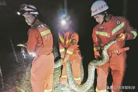 福建一测绘员踩到70斤大蟒蛇，它能吃掉成年人吗？相遇时如何自救图片