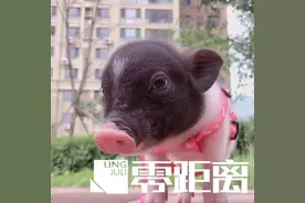 过世女儿的宠物猪出逃后被宰杀！夫妻俩要求精神赔偿，获赔12000元图片
