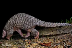 藏文科普 | 穿山甲：“披甲戴盔”的森林卫士图片