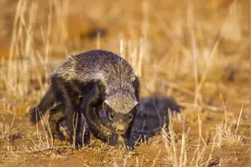 平头哥终于认怂了！这个动物是它最大的天敌，遇见只有送“獾”头图片