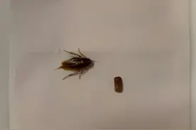 深夜，蟑螂爬进厦门睡熟男子的耳朵里，还产下“一窝崽”！医生：千万别掏图片