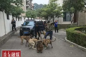 洛阳一小区惊现野猪横冲直撞 居民开越野车撞了上去图片