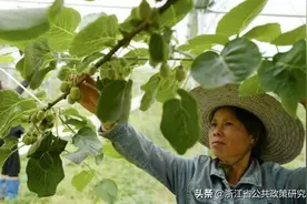 「微评」农商行合理合并重组 打造良好金融“生态”图片