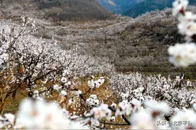 北京平谷 万亩杏花次第开放图片