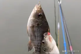 成都一水库发现罗非鱼，有人钓了十几斤，网友：冬天还吃钩？图片