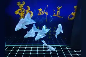 观赏鱼患病，哪些情况需要浸泡黄粉，哪些情况可以使用其他药物？图片