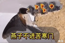 稀奇！河南一家嫌脏两次捣毁燕巢，第3次燕子筑巢自带“小厕所”图片
