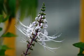 花木春秋48：肾茶，长蕊弯翘如猫须，傣典记载千年前已作茶饮图片
