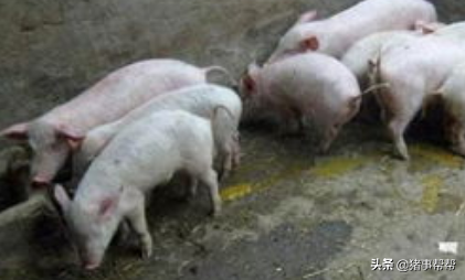 春季敏感期，猪场必须搞好常见猪病防治，千万不要一失足成千古恨