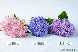 丽姐说花卉：绣球盆栽四季开花，室外庭院花卉盆栽鲜花带花苞带盆图片