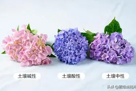 丽姐说花卉：绣球盆栽四季开花，室外庭院花卉盆栽鲜花带花苞带盆图片