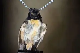 观心之“心”字三点有趣解图片