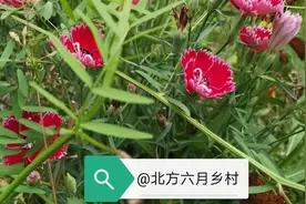 跟婆婆住一起的日子图片
