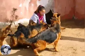 家里被盗后，她养了8只德牧，狗子轮流巡逻，太有安全感了图片