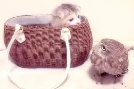 明明是天敌，日本一只猫头鹰竟爱上猫，还帮猫照顾儿孙图片