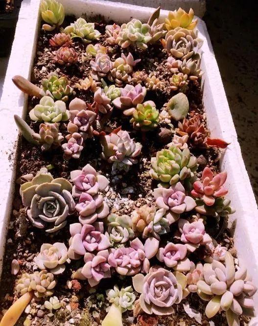 今天和大家分享一种用泡沫箱做花盆的方法.