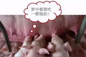 母猪没奶水怎么才能快速下奶？母猪产后无奶水怎么办？图片