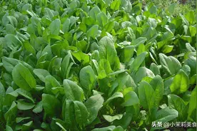 春天菠菜正嫩，吃菠菜有“4忌”，不懂别乱吃，弄清楚再吃更放心图片