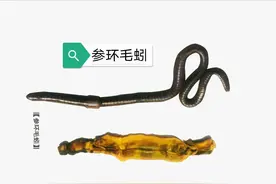 中药古今研究：地龙图片