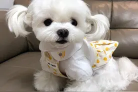 网友：听我一句劝，不要养马尔济斯犬图片