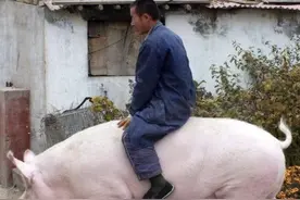 农村土招制饲料养殖肥猪的好方法，投资少利润高、每头稳赚上千元图片