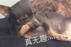 可爱动物表情包：我比狗困图片