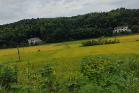 老公的嫂子图片