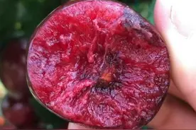 柯迪亚大樱桃苗介绍及大樱桃裂果的原因与预防措施图片