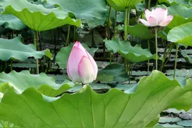 小荷才露尖尖角，早有游人来欣赏图片