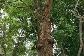 黄花梨木材珍贵，它的叶子并不特殊图片