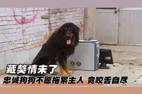 妻搬进新房，得知小区不让养大型犬，藏獒竟咬舌自尽！催泪片图片