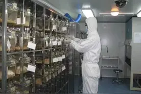 专家揭秘新冠实验室里的动物模型图片