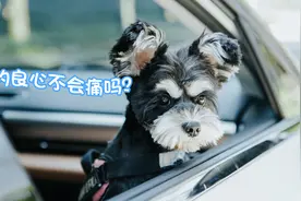 小鹏P5的“搬家式”露营体验！连毛孩子都爱上了图片