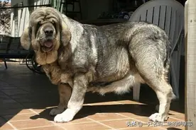 猛犬界的三大“废犬”，狗贩子吹捧出来的畸形产物，白给我都不要图片