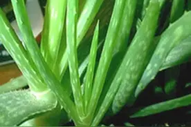芦荟，可食可美容可药用，名字还很特别图片