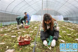 每亩可采300余斤，贵阳白云区上水村40余亩羊肚菌新鲜上市图片