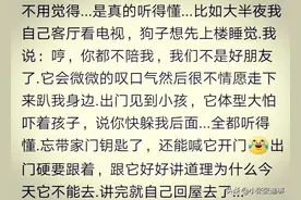 你有没有发现，你家宠物真的能听懂人说话图片