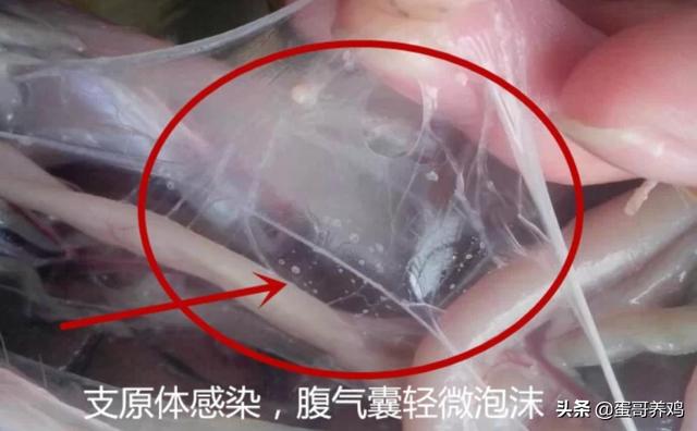 治疗鸡皮肤最有效的药