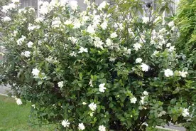 栀子花养不好？给你3个“小技巧”，叶绿花香“玩转”栀子花树图片