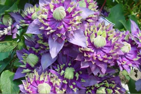 买花总怕“不对版”？4个小窍门避免“踩坑”，再也不会白花钱图片